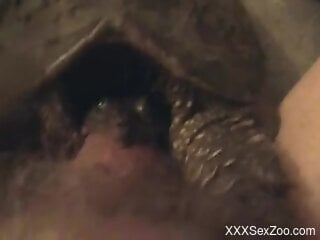 Insolent man inserts his big dick hard in a moist animal